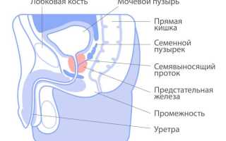 Предстательная железа