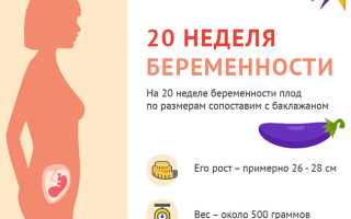 Беременность 20 недель