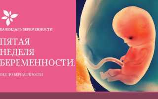 Беременность 5 недель