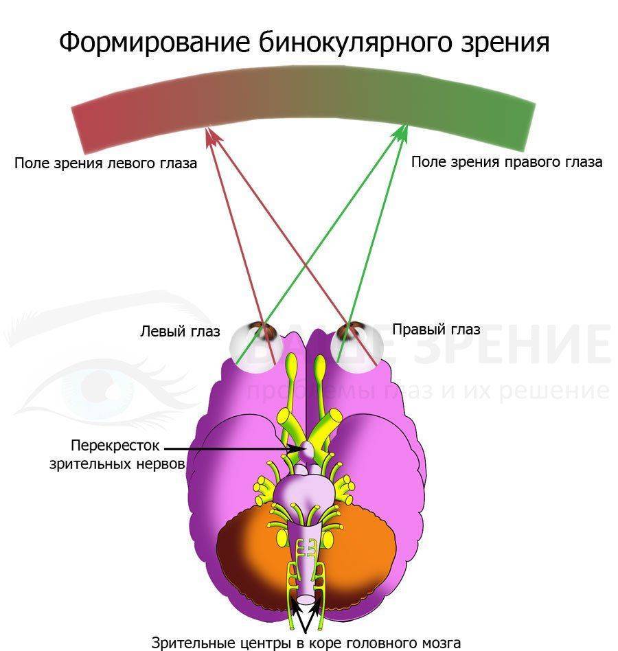 Бинокулярное зрение