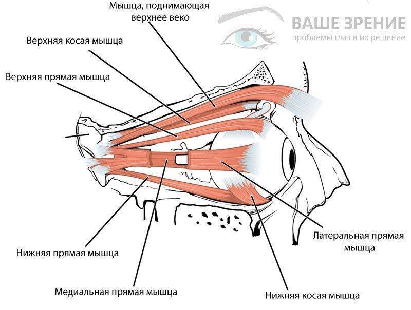 Строение мышц глаз