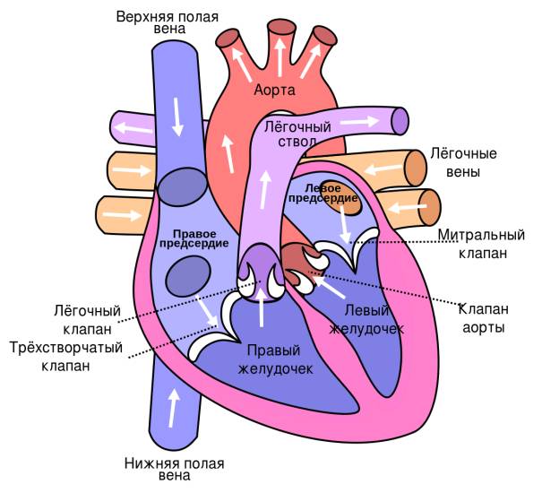 Схема сердца