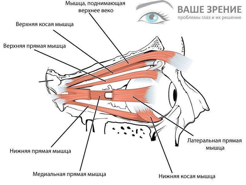 Строение глазных мышц