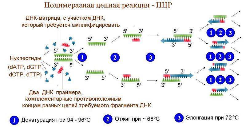 Схема ПЦП