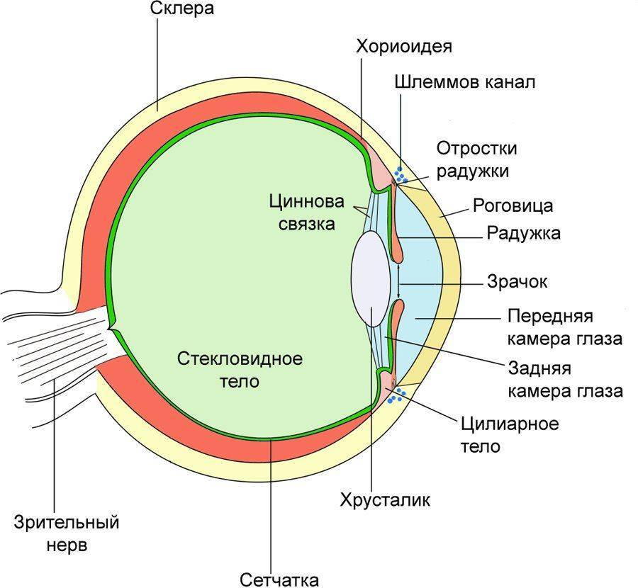 Строение глаза